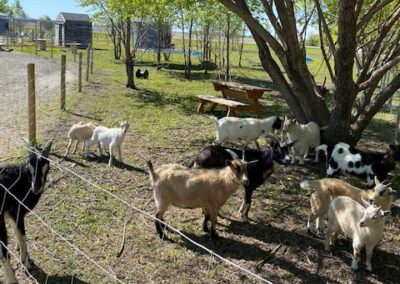 petting zoo manitoba