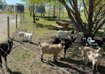 Lazy acres goats at rubber ducky resort